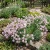 Stonecress Persian Aethionema Grandiflorum Seeds