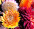 Strawflower  Dwarf Helichrysum Bracteatum Seeds 6