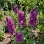 Hollyhock Queeny Purple Alcea Rosea Seeds