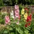 Hollyhock Indian Spring Single Mix Alcea Rosea Seeds