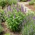 Hyssop Lavender Licorice Mint Agastache Foeniculum Seeds