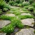 Irish Moss Pearlwort Sagina Subulata Seeds 2