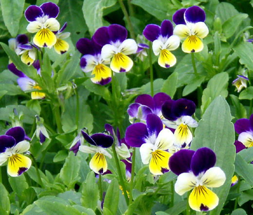 Johnny Jump Up Viola Cornuta Seeds