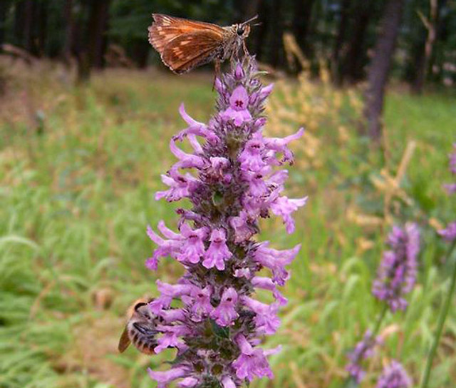 Betony (Betonica officinalis) 11 Betony Betonica Officinalis Seeds