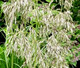Mauritania Vine Reed Rope Grass Ampelodesmos Mauritanicus Seeds