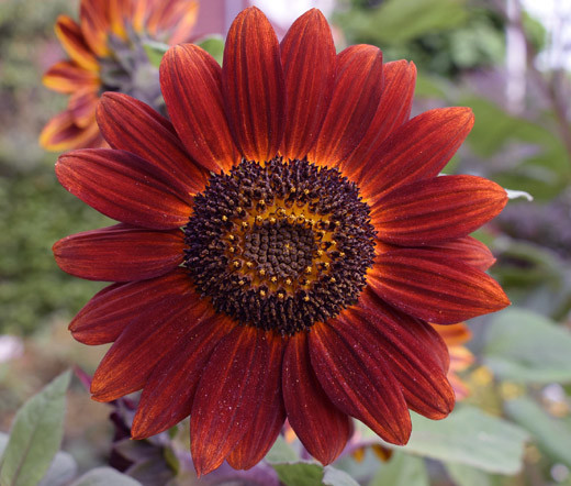 Sunflower Velvet Queen Helianthus Annuus Seeds