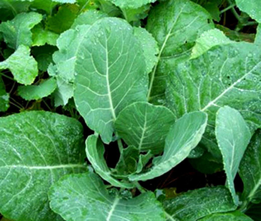 Collards Vates Brassica Oleracea Seeds