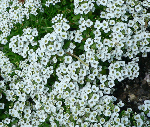 Alyssum White Carpet of Snow Lobularia Maritima Seeds