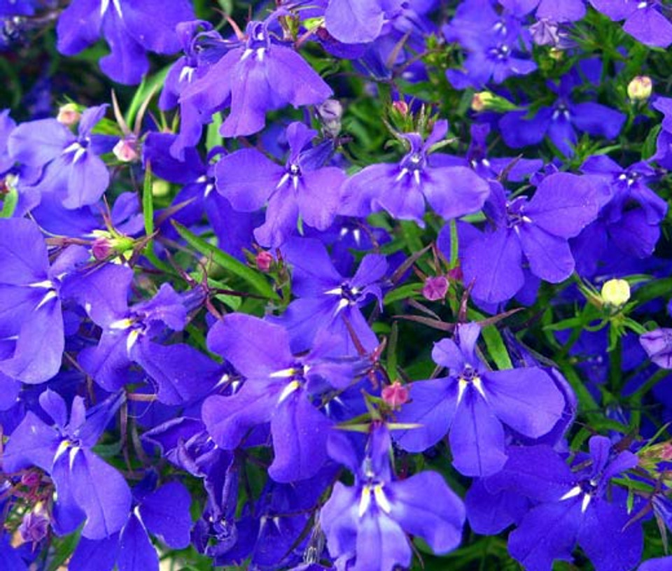 Lobelia Blue Mrs. Clibran Lobelia Erinus Seeds