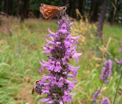 Lamb's Ear Stachys Byzantina Lanata Seeds