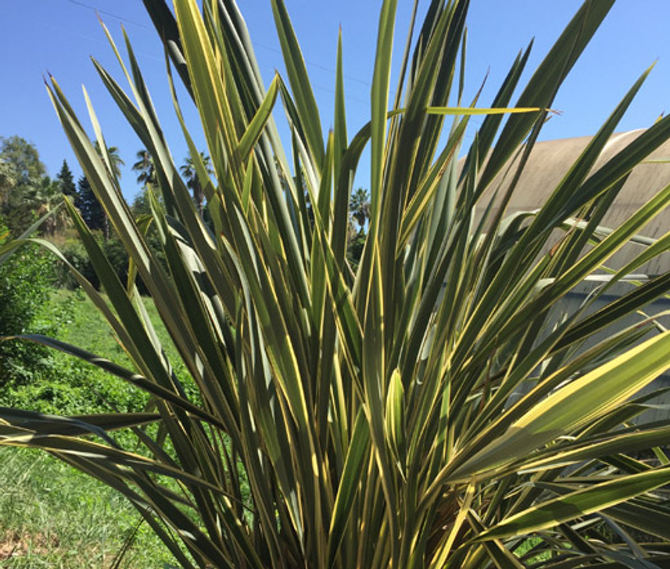New Zealand Flax Purple Phormium Tenax Purpureum Seeds
