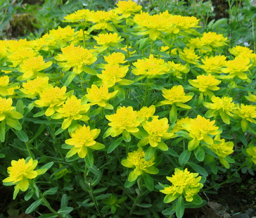 Cushion Spurge Euphorbia Polychroma Seeds
