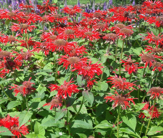 Bee Balm Scarlet Red Shades Monarda Didyma Seeds