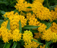 Butterfly Weed Hello Yellow Asclepias Tuberosa Seeds
