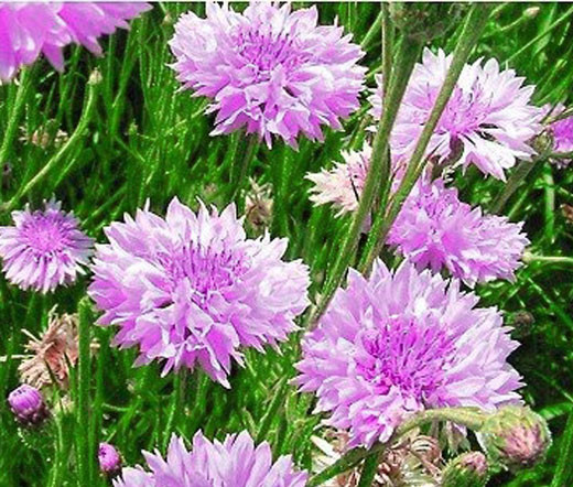 Cornflower Mauve Centaurea Cyanus Seeds