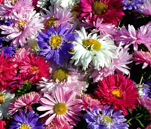 Aster China Callistephus Chinensis Seeds