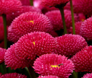 English Daisy Red Bellis Perennis Super Enorma Seeds 