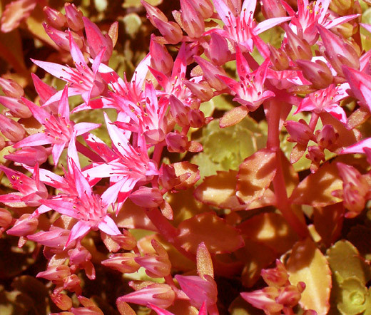 Sedum Voodoo Sedum Spurium Seeds Sedum Voodoo Sedum Spurium Seeds