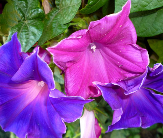 Ocean Mist Japonais Morning Glory 6 Graines