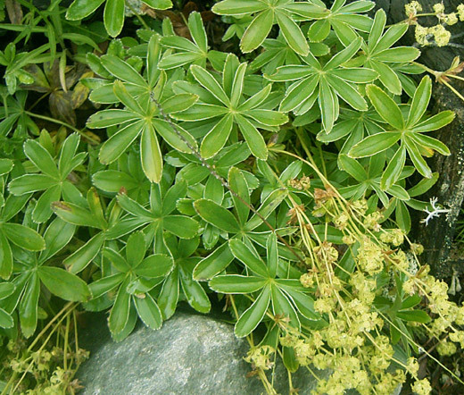 Lady's Mantle Alpine Alchemilla Alpina Seeds