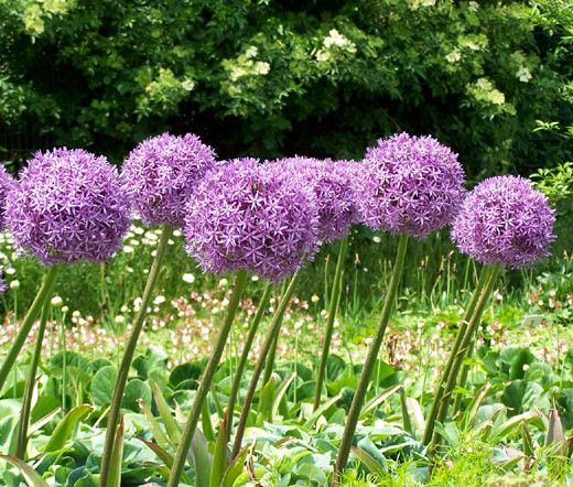 Ornamental Onion Allium Aflatunense Seeds