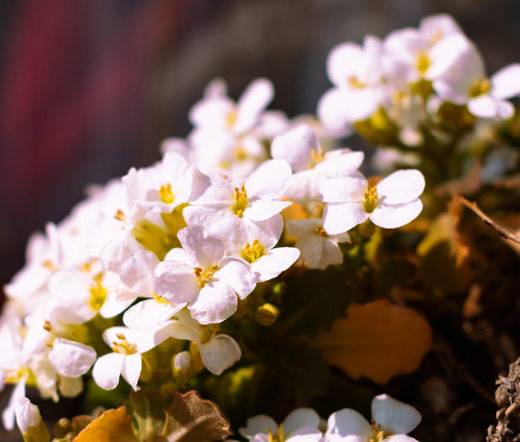Rock Jasmine Alpine Androsace Alpina Seeds