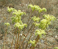 Sedum Pale Stonecrop Sedum Sediforme Seeds 2