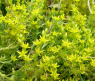 Sedum Tasteless Stonecrop Sedum Sexangulare Seeds