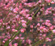 Heuchera Coral Bells Sandia Mountain Alumroot Heuchera Pulchella Seeds