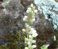 Heuchera Coral Bells Roundleaf Alumroot Heuchera Cylindrica Seeds