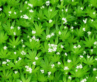 Woodruff Sweet Galium Odoratum Seeds
