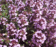 Thyme Mother of Thyme Thymus Praecox Seeds