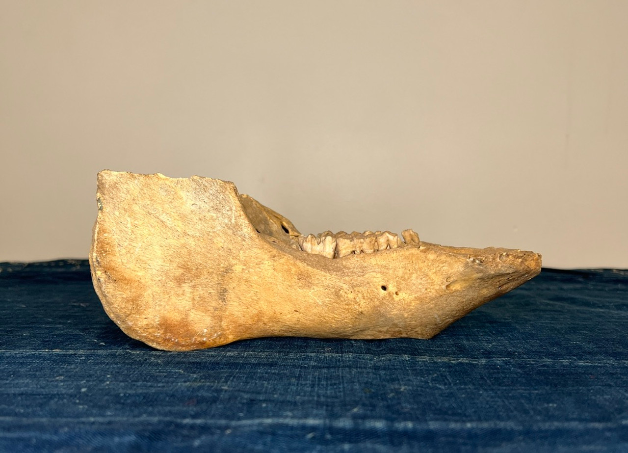 その他 VINTAGE JAW BONE CALIFORNIA FREE FORM VINTAGE JAW BONE CALIFORNIA FREE FORM