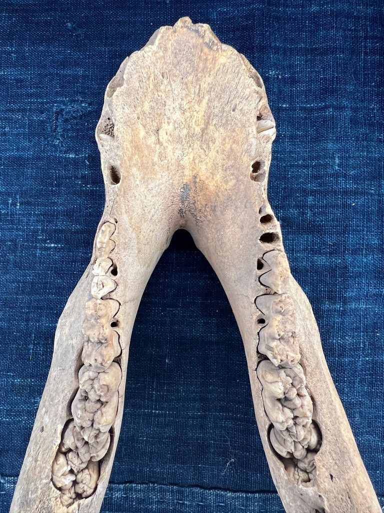 その他 VINTAGE JAW BONE CALIFORNIA FREE FORM Human Skull Life Size