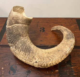 Vintage Ram Horn
