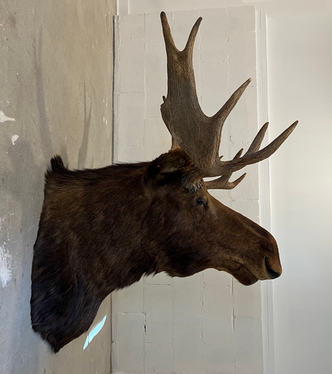 Vintage Taxidermy Moose Shoulder Mount