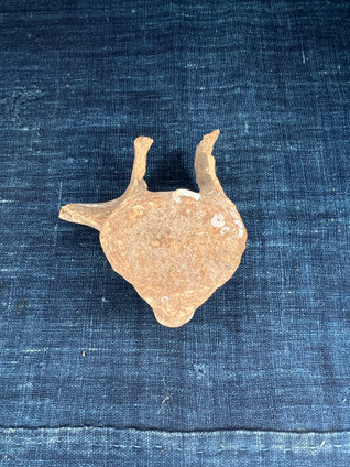vintage dolphin whale vertebrae bone