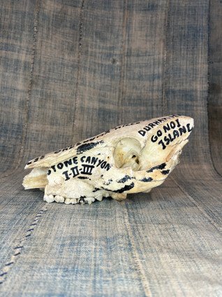 Vintage Hand Scripted Javalina/Peccary Skull