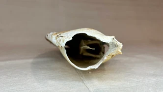 Vintage Lobster Crusher Claw