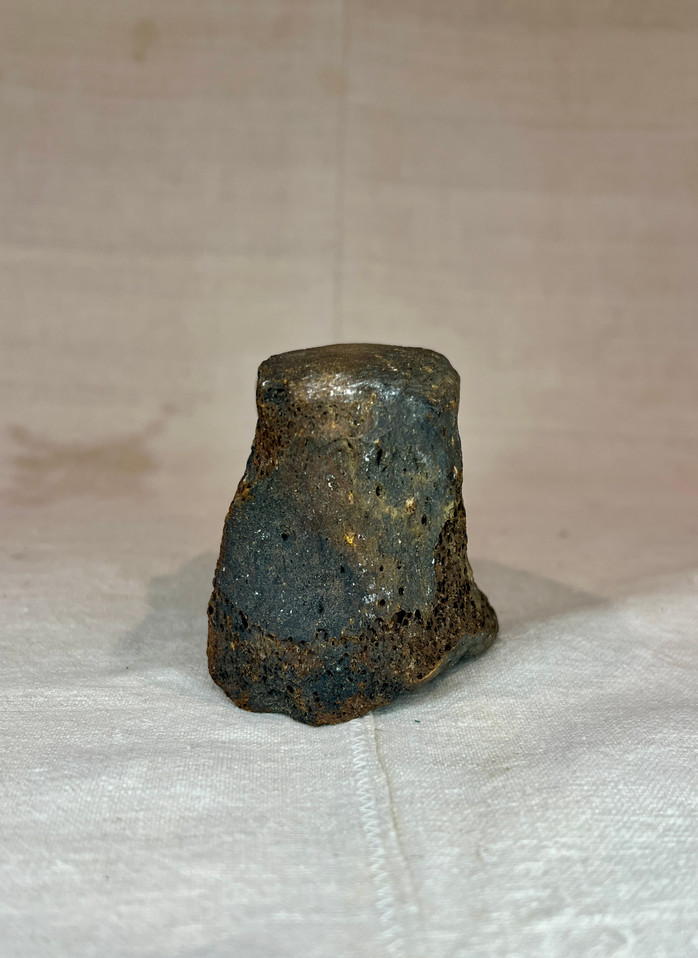 Fossilized Vertebrae