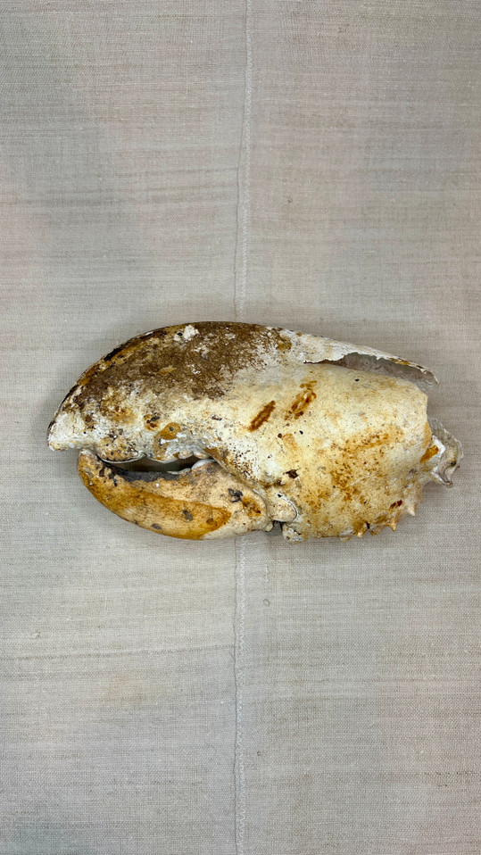 Vintage Lobster Crusher Claw