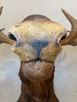 Vintage Taxidermy Moose Shoulder Mount