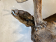 Vintage Taxidermy Moose Shoulder Mount