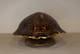 Vintage Tortoise Shell