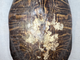 Vintage Tortoise Shell