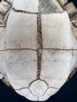 Vintage Turtle Shell