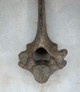 Vintage Bison Vertebrae