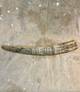 Vintage Reproduction Scrimshaw Walrus Tusk