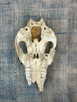 Vintage Hand Scripted Javalina/Peccary Skull