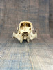 Vintage Hand Scripted Javalina/Peccary Skull